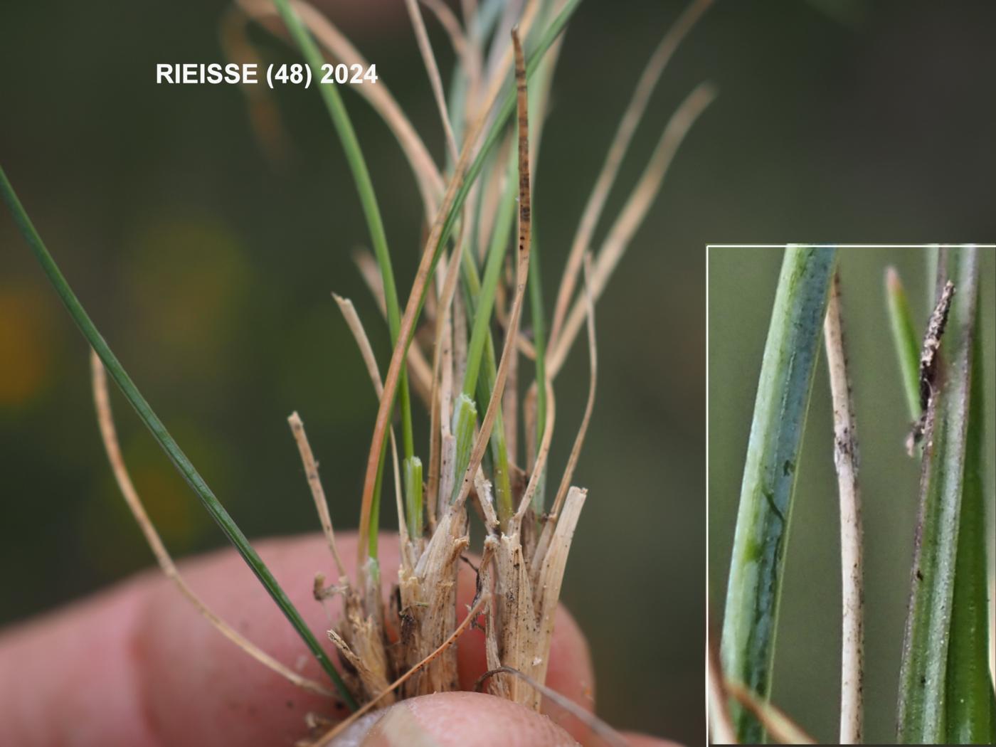 Fescue, (Small-leaved) leaf
